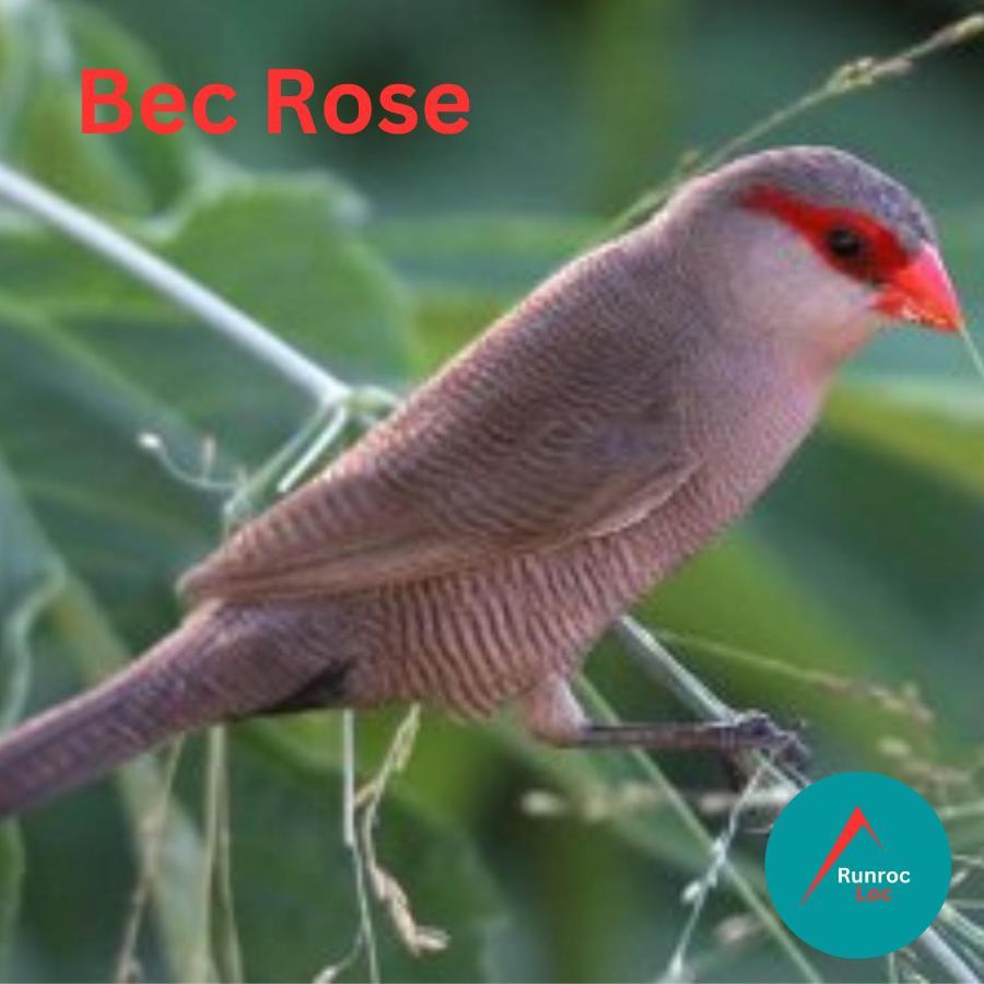 Appartement Bec Rose - Clim - Wi-Fi - Jardin à Saint-Leu Extérieur photo